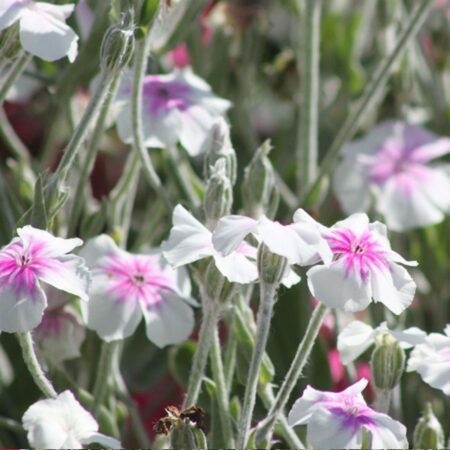 Lychnis coronaria - Bársonyos kakukkszegfű "Oculata" (min. 20 szem)