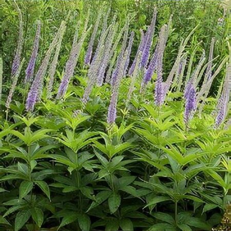 Veronicastrum sibiricum GOLD N. - Szibériai veronica (min. 20 szem)