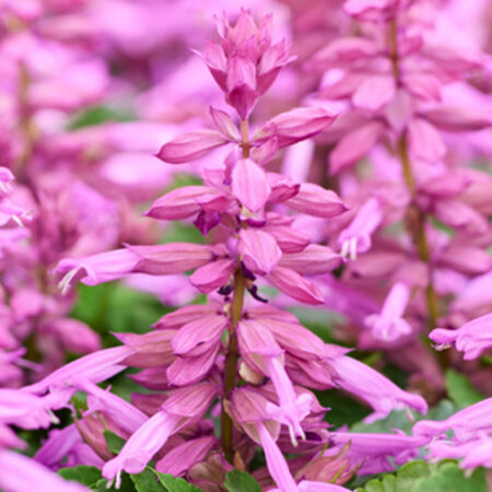 Salvia splendens - Paprikavirág "Amore Purple" (min. 20 szem)