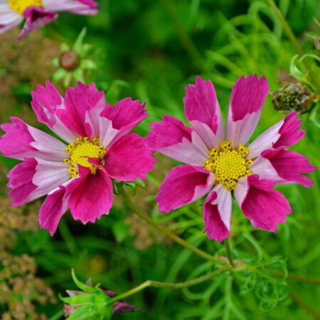 Cosmos bipinnatus - Pillangóvirág "Sea shells red" (min. 20 szem)