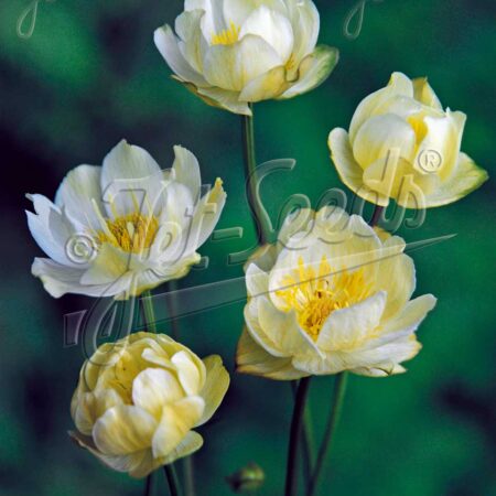 Trollius x cultorum GOLD N. - Zergeboglár "New Moon" (min. 15 szem)