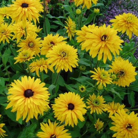Rudbeckia hirta - Kúpvirág "Double Golden Daisies" (min. 20 szem)