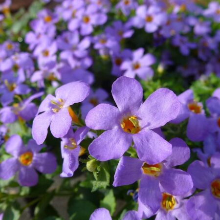 Sutera cordata - Bakopa "Bluetopia" (min. 10 szem)