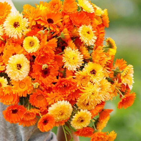 Calendula officinalis - Körömvirág "Pacific Beauty MIX" (min. 40 szem)