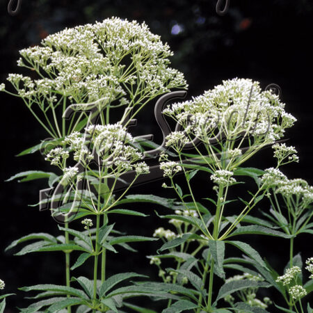Eupatorium purpureum GOLD N.– Sédkender "Ivory Towers" (min. 30 szem)
