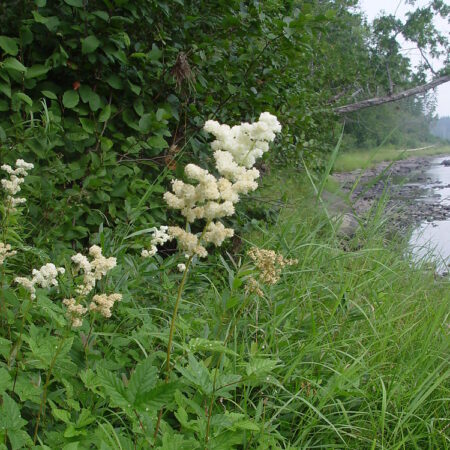 Filipendula ulmaria GOLD N. - Réti legyezőfű (min. 20 szem)