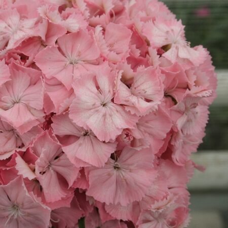Dianthus barbatus - Törökszegfű "Early Pearl Salmon" (min. 20 szem)