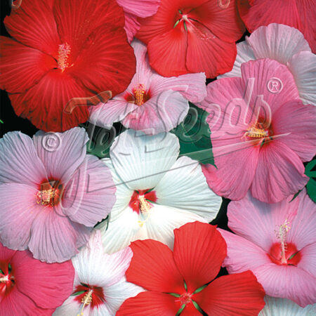 Hibiscus moscheutos GOLD N. - Mocsári mályva "Galaxy" (min. 10 szem)