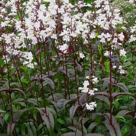 Penstemon digitalis - Bugatölcsér "Mystica" (min. 10 szem)