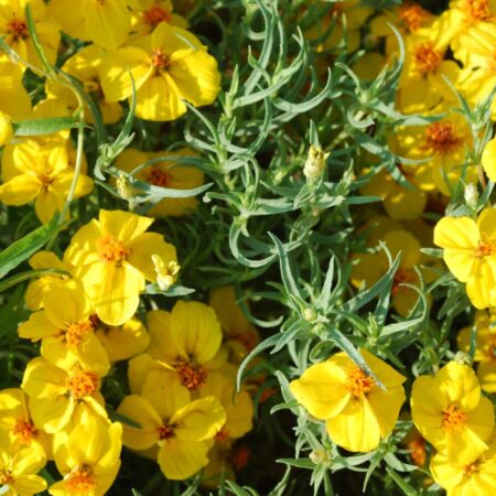 Zinnia grandiflora - Sziklakerti rézvirág (min 20 szem)