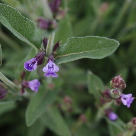 Salvia officinalis - Orvosi zsálya "Extrakta" (min. 15 szem)