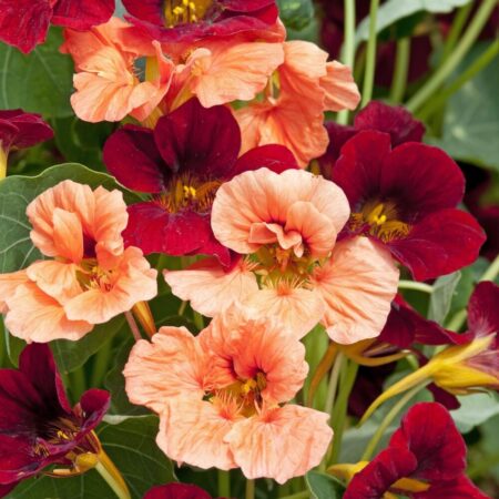 Tropaeolum minus - Kerti sarkantyúka "Sahin's Rumba" (min. 10 szem)