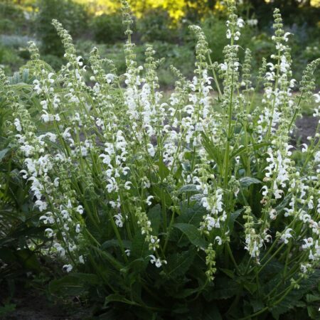 Salvia pratensis - Mezei zsálya "Swan Lake" (min. 15 szem)