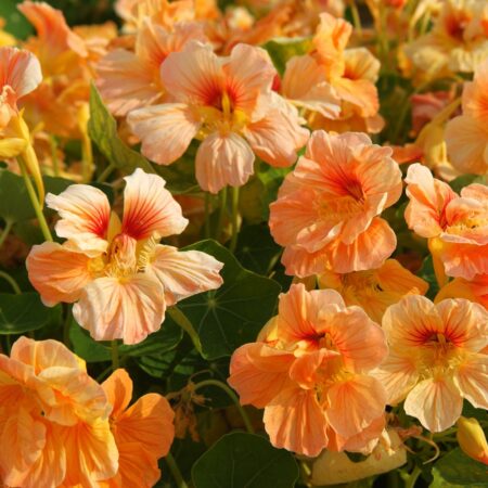 Tropaeolum minus - Kerti sarkantyúka "Tip Top Apricot" (min. 10 szem)