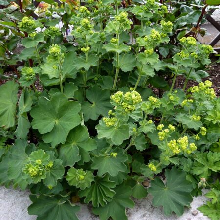 Alchemilla mollis - Lágyszőrű palástfű "Giant"(1db cserepes palánta)
