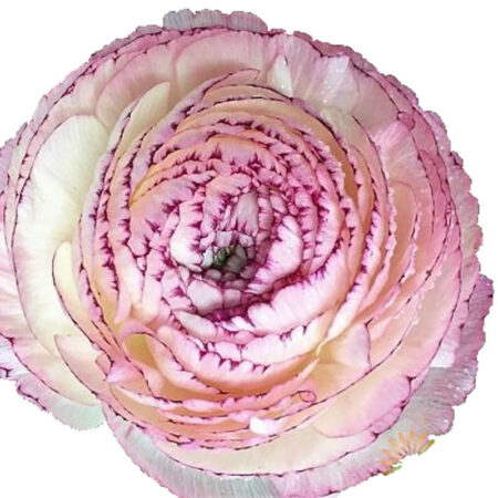 Ranunculus asiaticus - Excluzív boglárka "Friandine Cappuccino" (3 db)