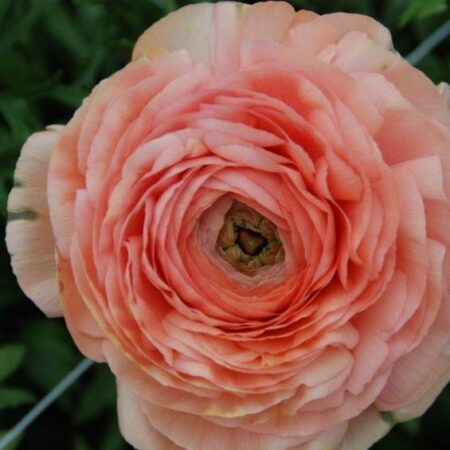Ranunculus asiaticus - Excluzív boglárka "Amandine Salmon" (3 db)