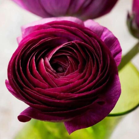 Ranunculus asiaticus - Excluzív boglárka "Amandine Violet" (3 db)