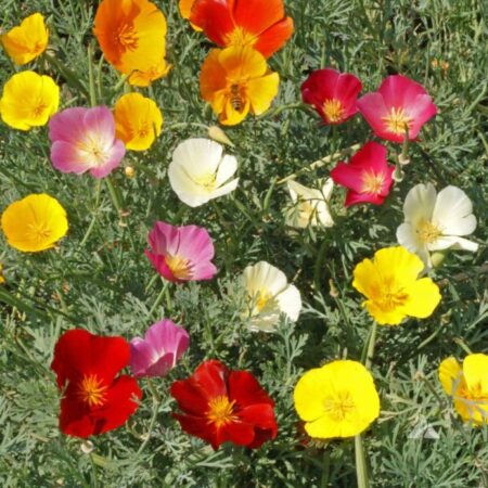 Eschscholzia - Kaliforniai kakukkmák "Californica Mix" (min. 20 szem)