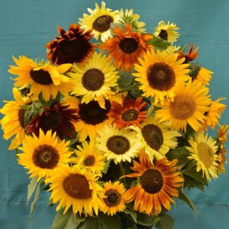 Helianthus anuus - Napraforgó "Autumn Mix" (12 szem mag)