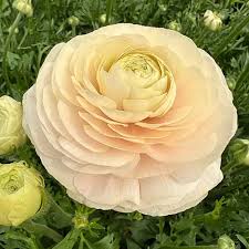 Ranunculus asiaticus - Excluzív boglárka "Wedding Pastel" (3 db)