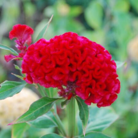 Celosia argentea - Tarajos celózia "Chief Carmine" (min. 20 szem)
