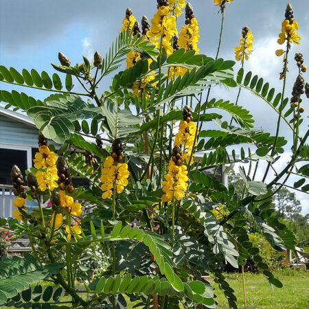 Cassia didymobotrya - Afrikai szenna (min. 5 szem)