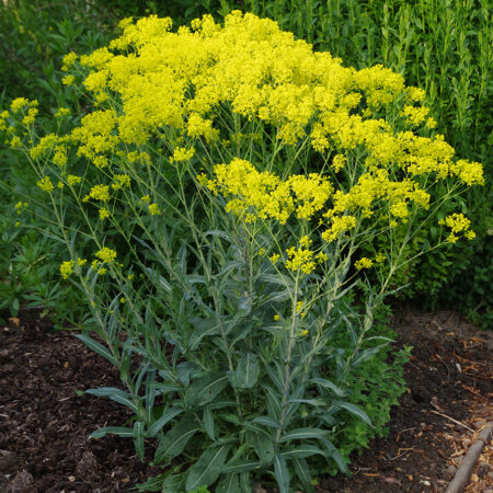 Isatis tinctoria - Festőfű (min. 20 szem)