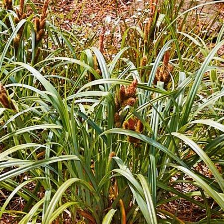 Carex trifida - Madársás "Muttonbird" (min. 10 szem)