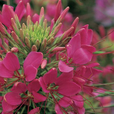 Cleome hassleriana - Kleopátra tűje "Sparkler Rose" (min. 20 szem)