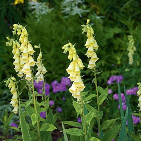 Digitalis grandiflora - Sárga gyűszűvirág (min. 20 szem)