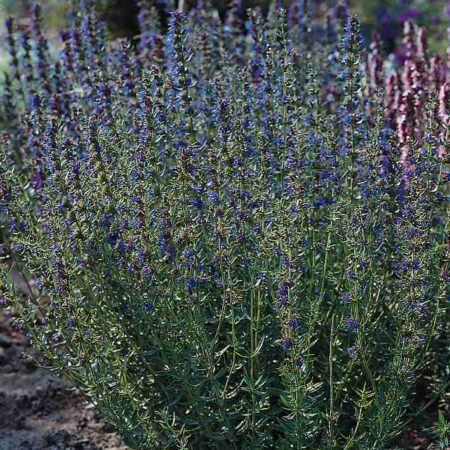 Hyssopus officinalis - Kerti izsóp "Blue" (min. 20 szem)