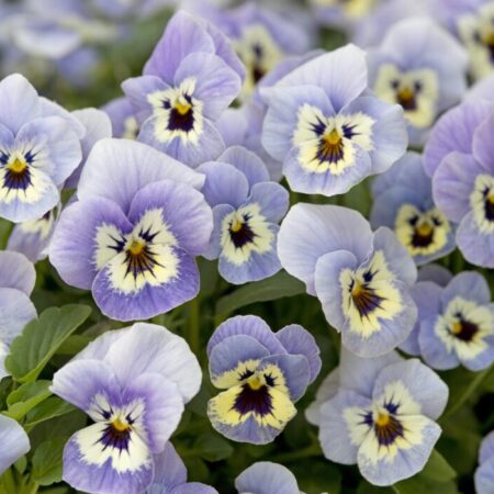 Viola cornuta - Törpe árvácska "Flower Power Marina" (min. 20 szem)