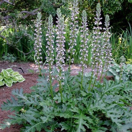 Acanthus mollis - Medveköröm (min. 5 szem)