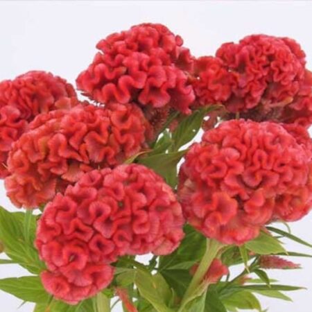 Celosia argentea - Tarajos celózia "Chief Persimmon" (min. 20 szem)