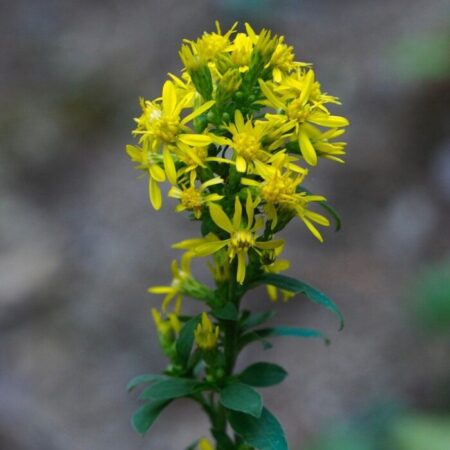 Solidago virgaurea - Aranyvessző ( min. 30 szem)