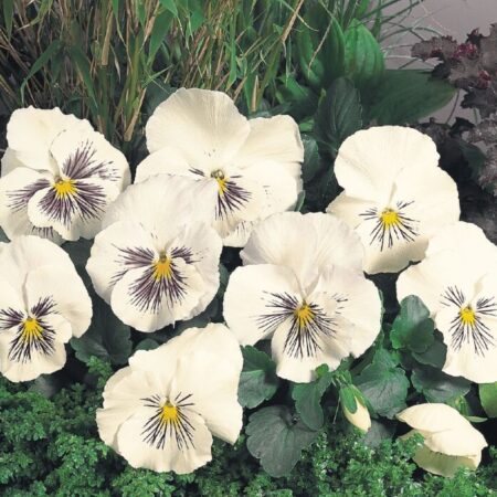 Viola wittrockiana - Kerti árvácska "Cats Plus White" (min. 20 szem)