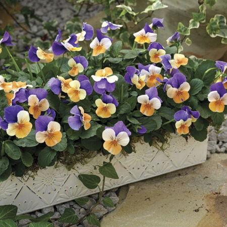 Viola cornuta - Törpe árvácska "Penny Peach Jump-up" (min. 20 szem)