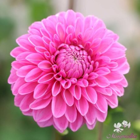 Dália "Sandra" aka Pink Sylvia (1 db)