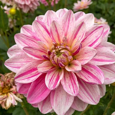 Dália "Bonesta" (1 db)