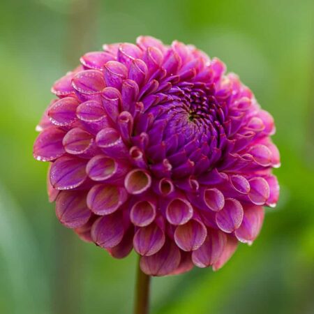 Dália "Caitlin's Joy" (1 db)