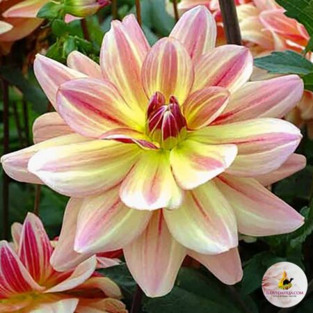 Dália "Happy Butterfly" (1 db)