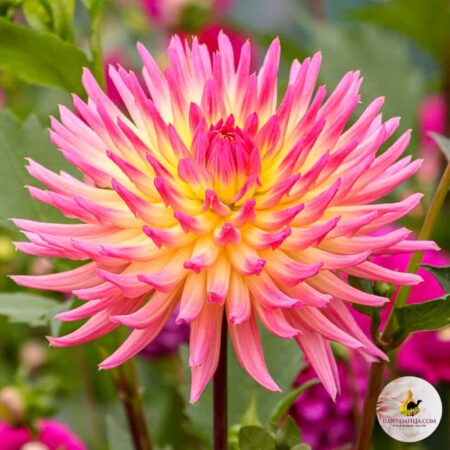 Dália "Karma Sangria" (1 db)