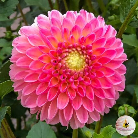 Dália "L.A.T.E." (1 db)