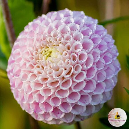 idei KÜLÖNLEGESSÉGEK