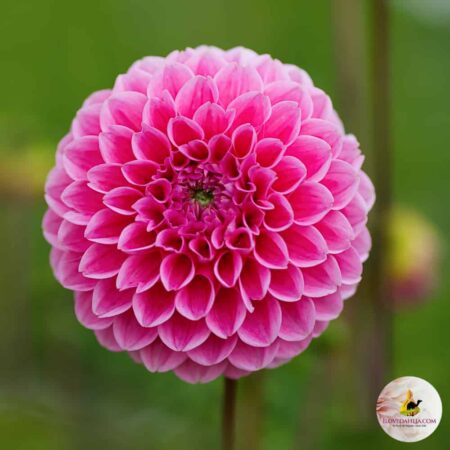 Dália "Sweet Fabienne" (1 db)