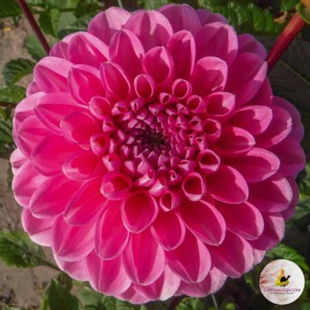 Dália "Veerle" (1 db)