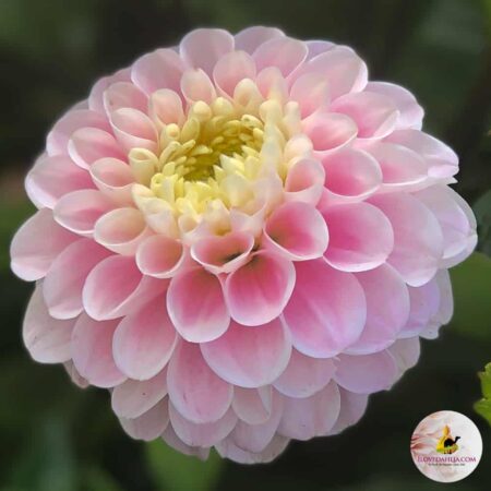 Dália "Wizard of Oz" (1 db)