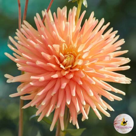 Dália "P.G. Wodehouse" (1 db)