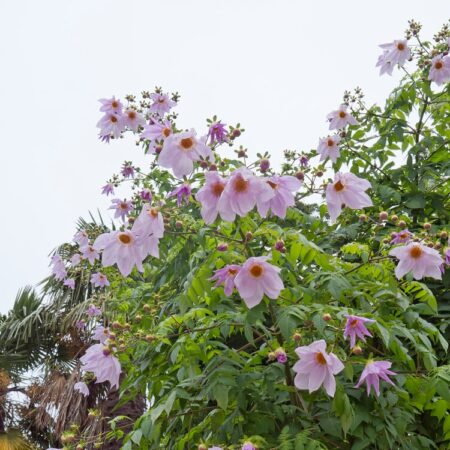 Dália "Imperialis" (1 db)